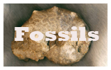 Fossil