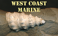 West Coast