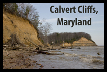 Calvert Cliffs