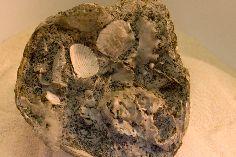Fossil assemblage