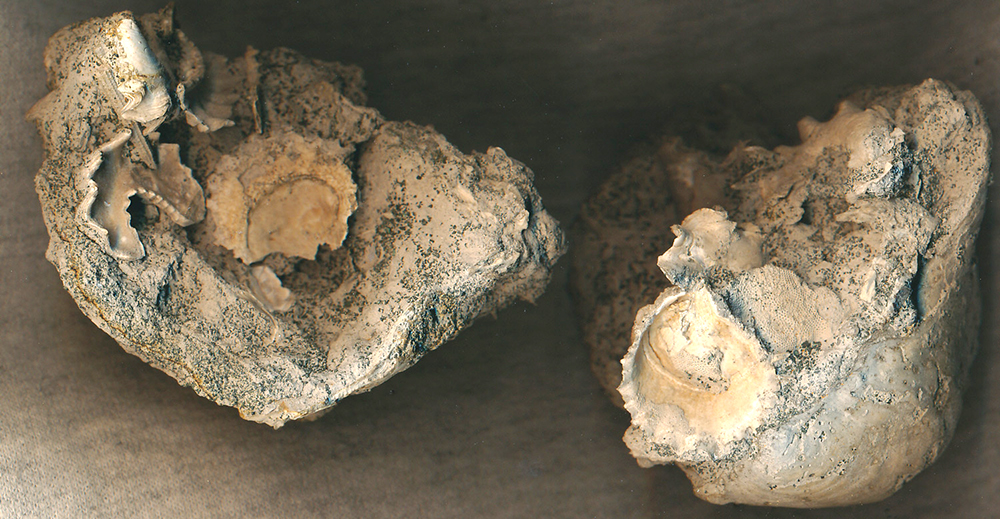Fossil assemblage
